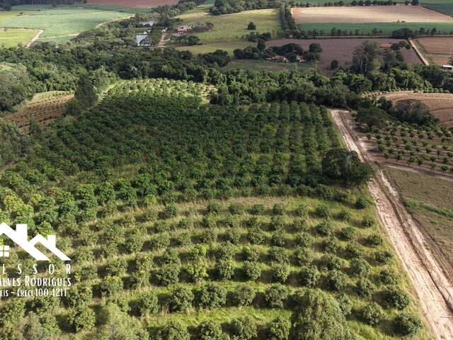 #1442 - Sítio para Venda em Limeira - SP - 2